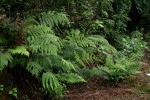 Polystichum zambesiacum