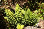 Asplenium aethiopicum