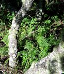 Asplenium aethiopicum