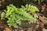 Asplenium aethiopicum