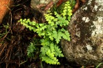 Asplenium aethiopicum