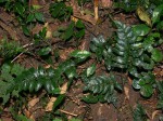 Asplenium christii