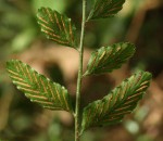 Asplenium christii