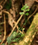 Asplenium christii