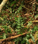 Asplenium christii