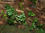 Asplenium inaequilaterale