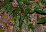 Asplenium inaequilaterale