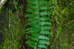 Asplenium protensum