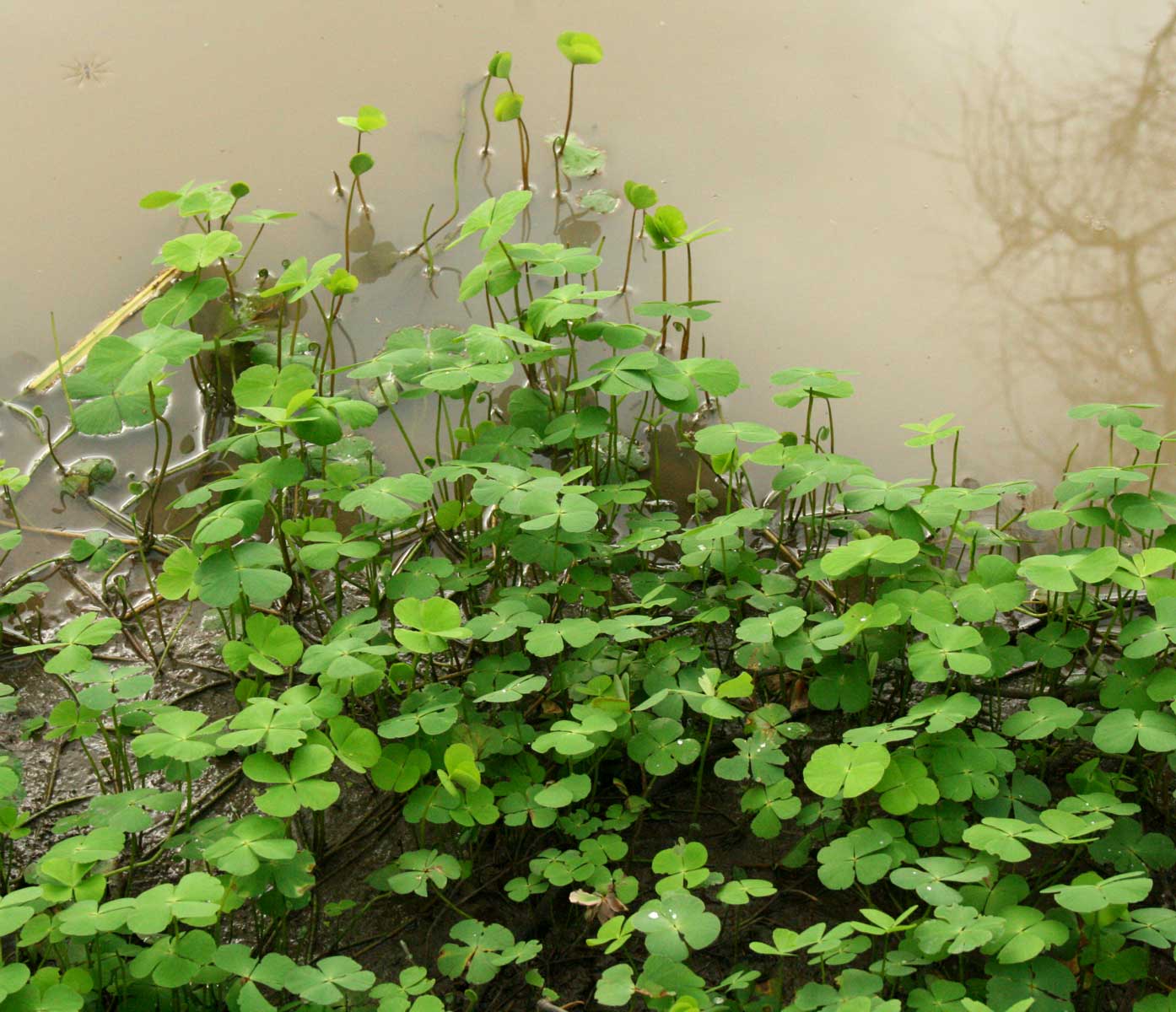 Marsilea minuta var. minuta