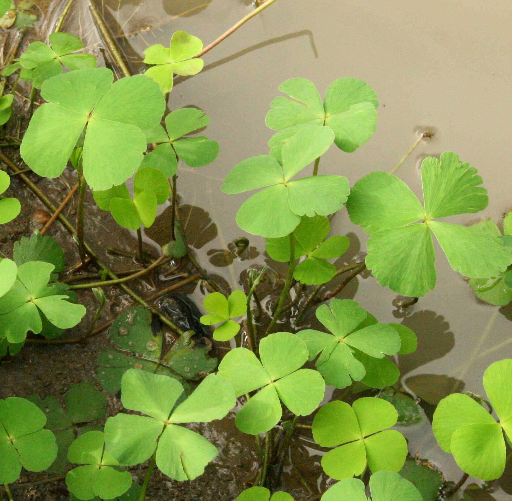 Marsilea minuta var. minuta