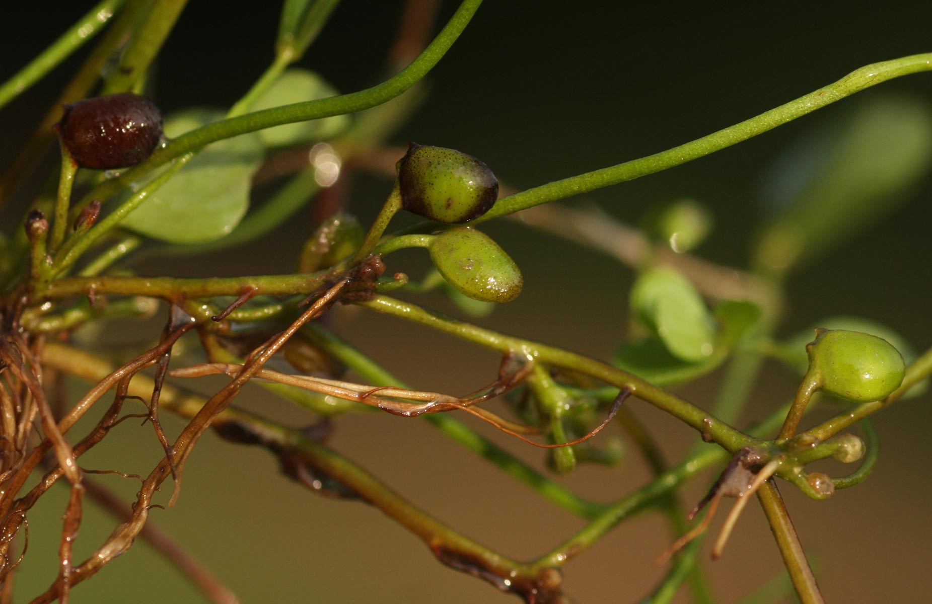 Marsilea minuta var. minuta