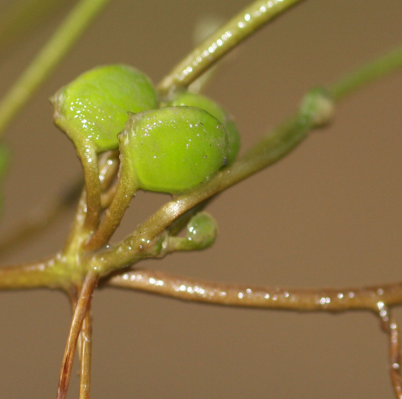 Marsilea minuta var. minuta