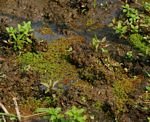 Azolla filiculoides