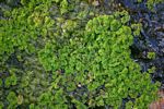 Azolla filiculoides