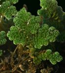 Azolla filiculoides