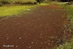 Azolla filiculoides