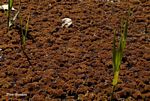 Azolla filiculoides