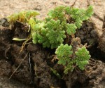 Azolla filiculoides