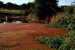 Azolla filiculoides