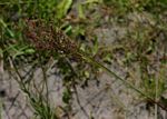 Panicum dregeanum