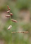 Brachiaria serrata