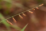 Brachiaria serrata