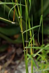 Sorghum versicolor