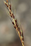 Sorghum versicolor