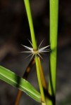 Sorghum versicolor