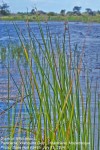 Cyperus articulatus