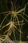 Cyperus articulatus