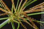 Cyperus articulatus