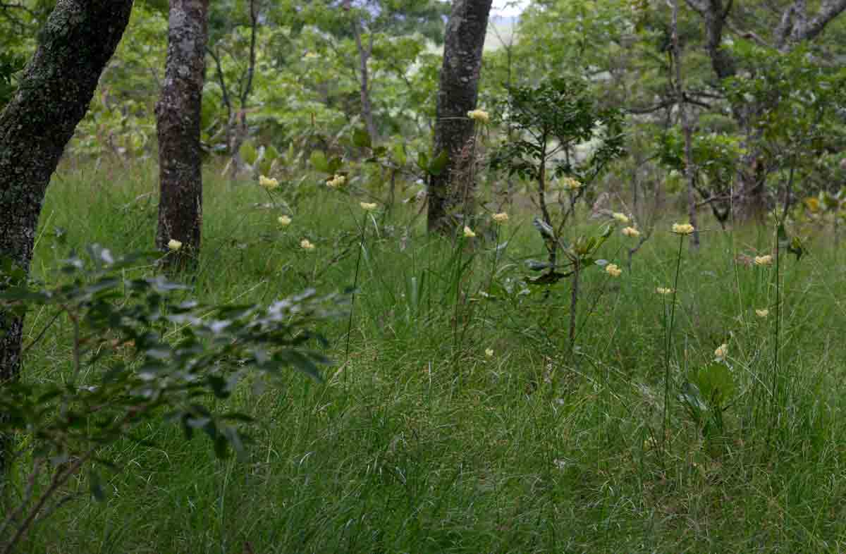 Cyperus hemisphaericus