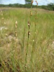 Scleria flexuosa