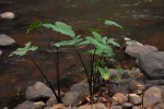 Colocasia esculenta