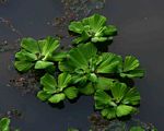 Pistia stratiotes