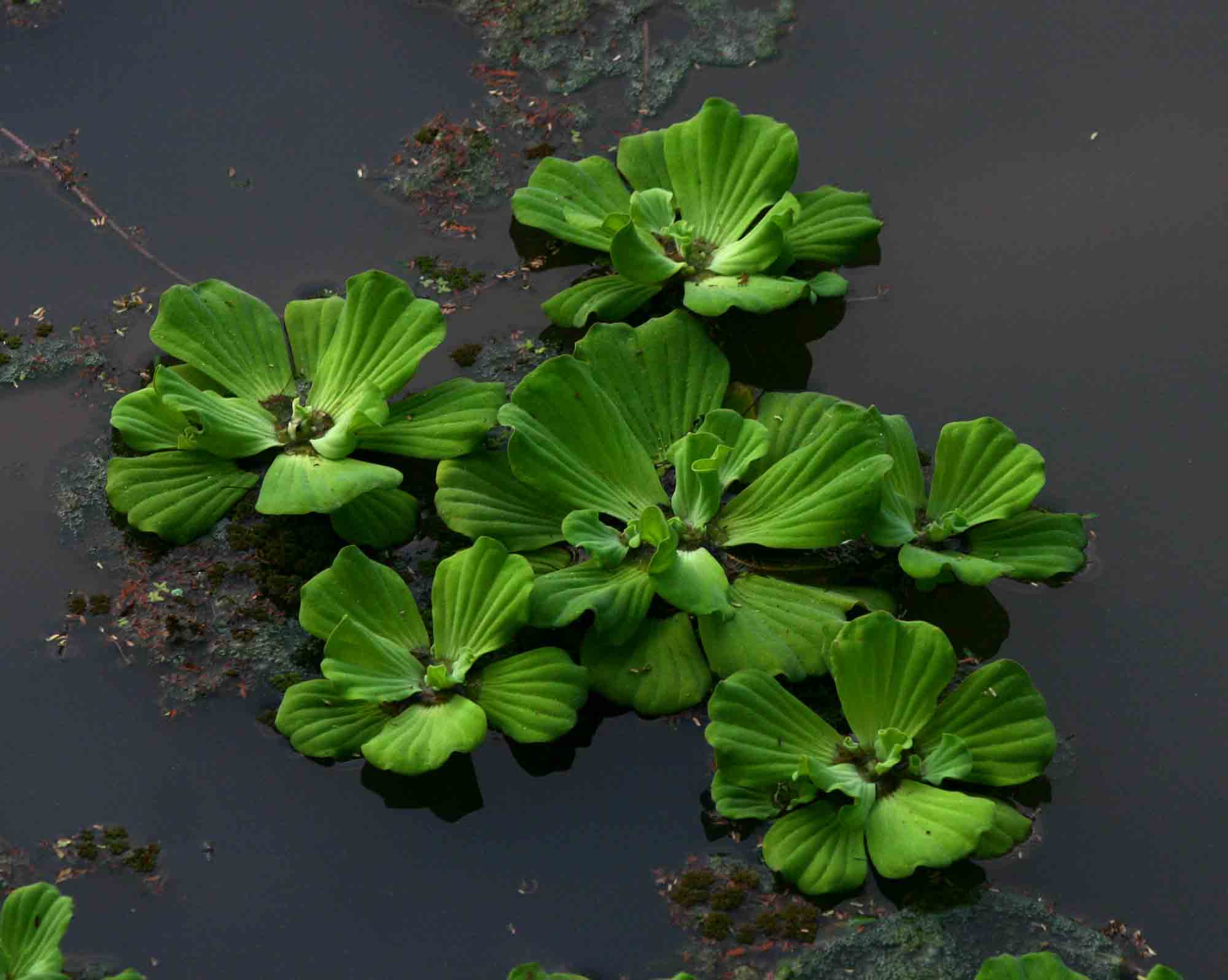 Pistia stratiotes