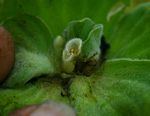 Pistia stratiotes