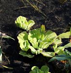 Pistia stratiotes