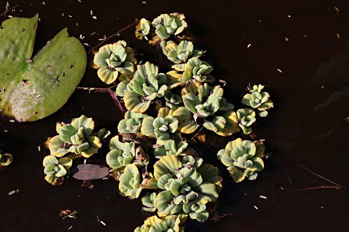 Pistia stratiotes