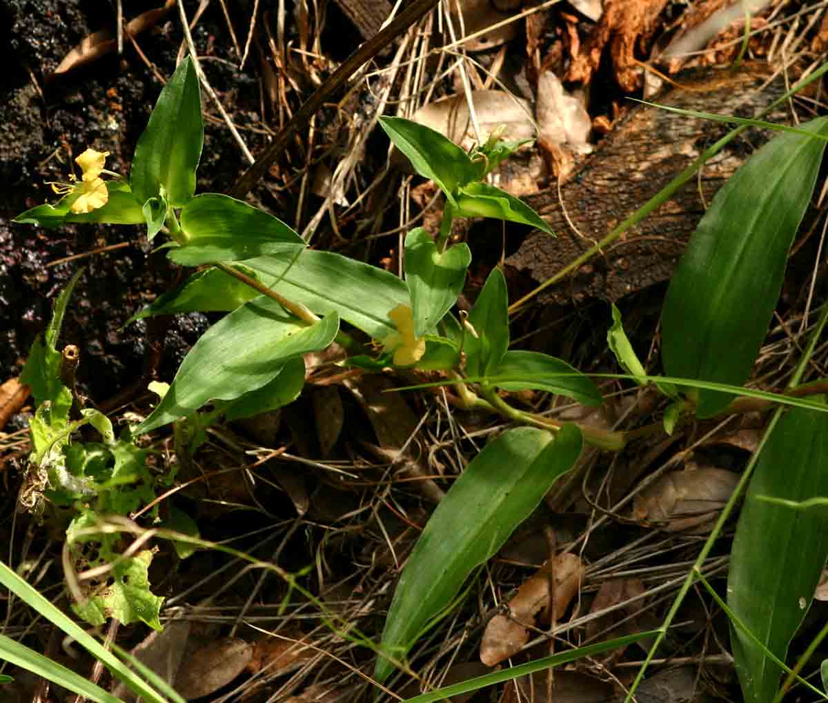 Commelina africana