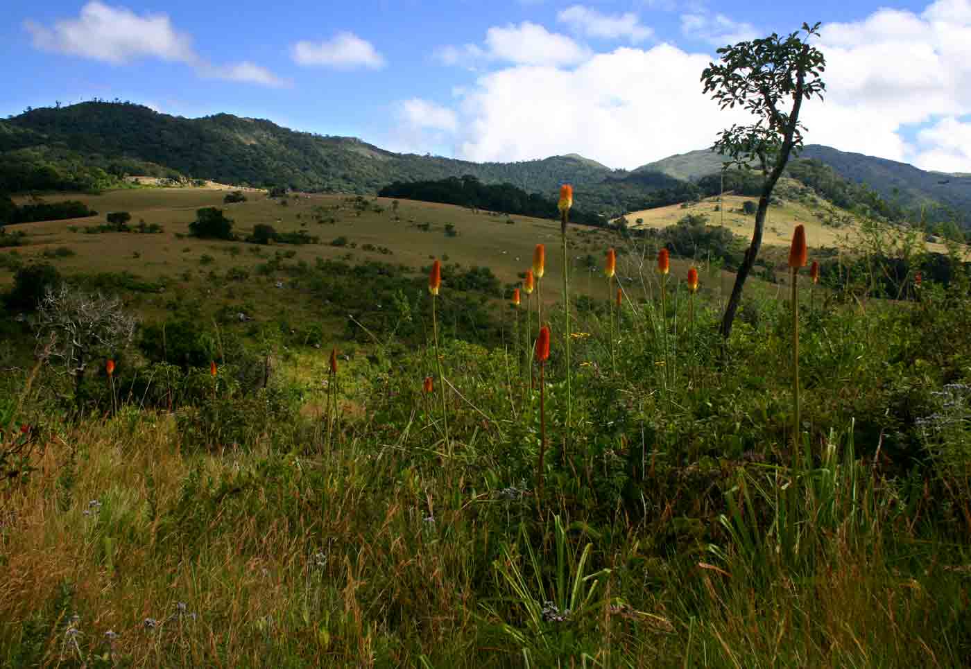 Kniphofia splendida