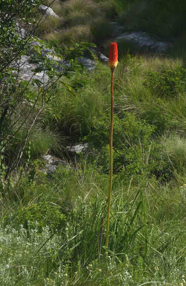 Kniphofia splendida