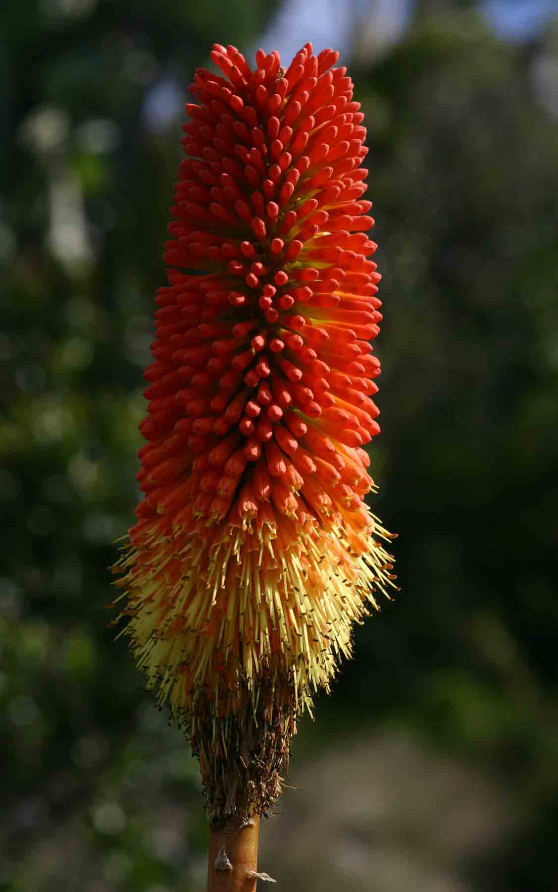 Kniphofia splendida