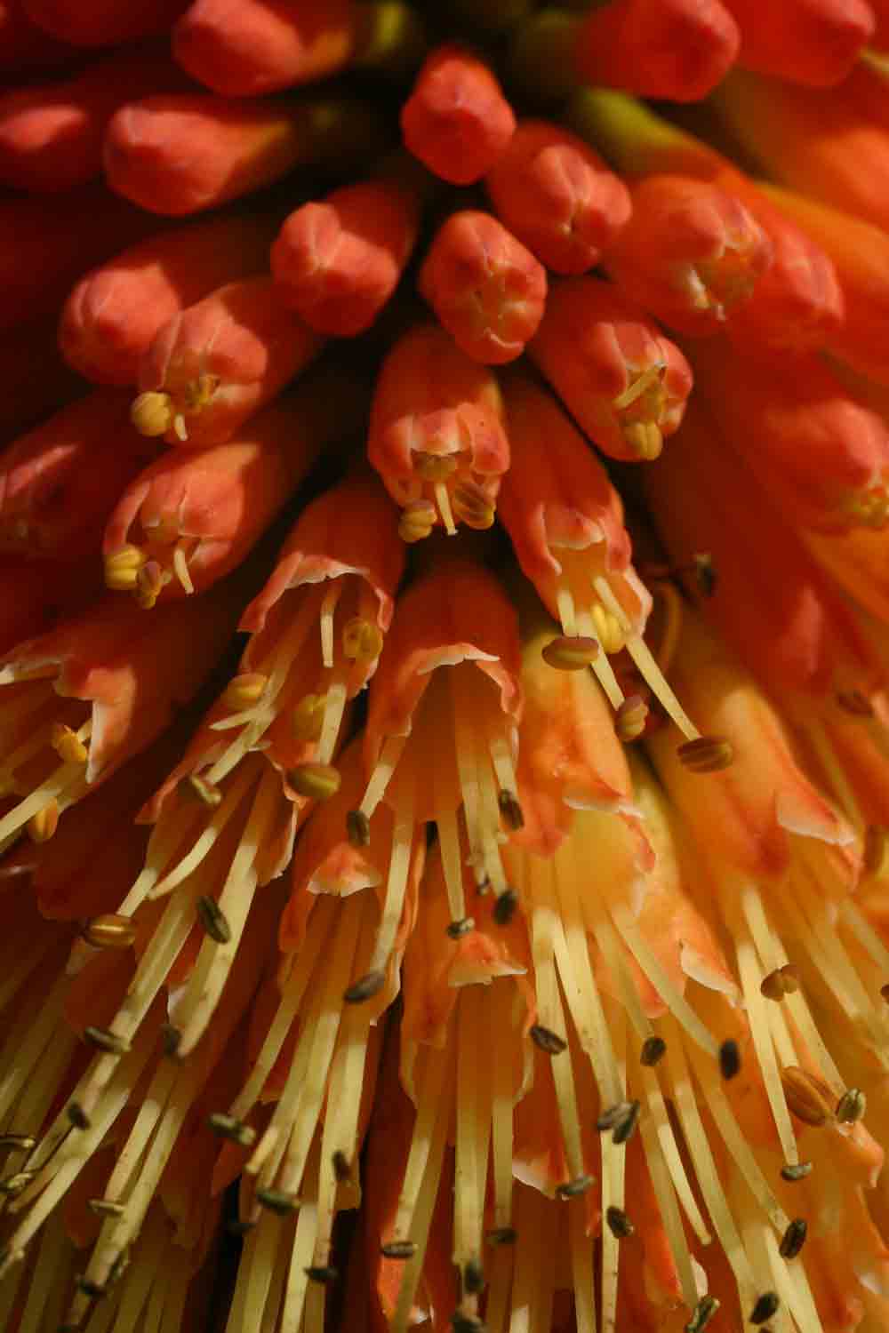 Kniphofia splendida