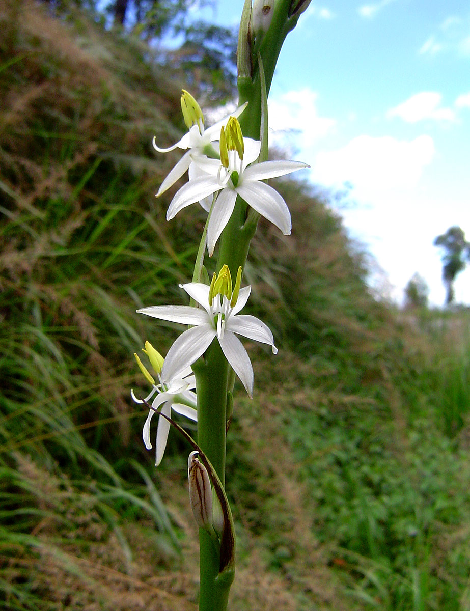 Chlorophytum bowkeri