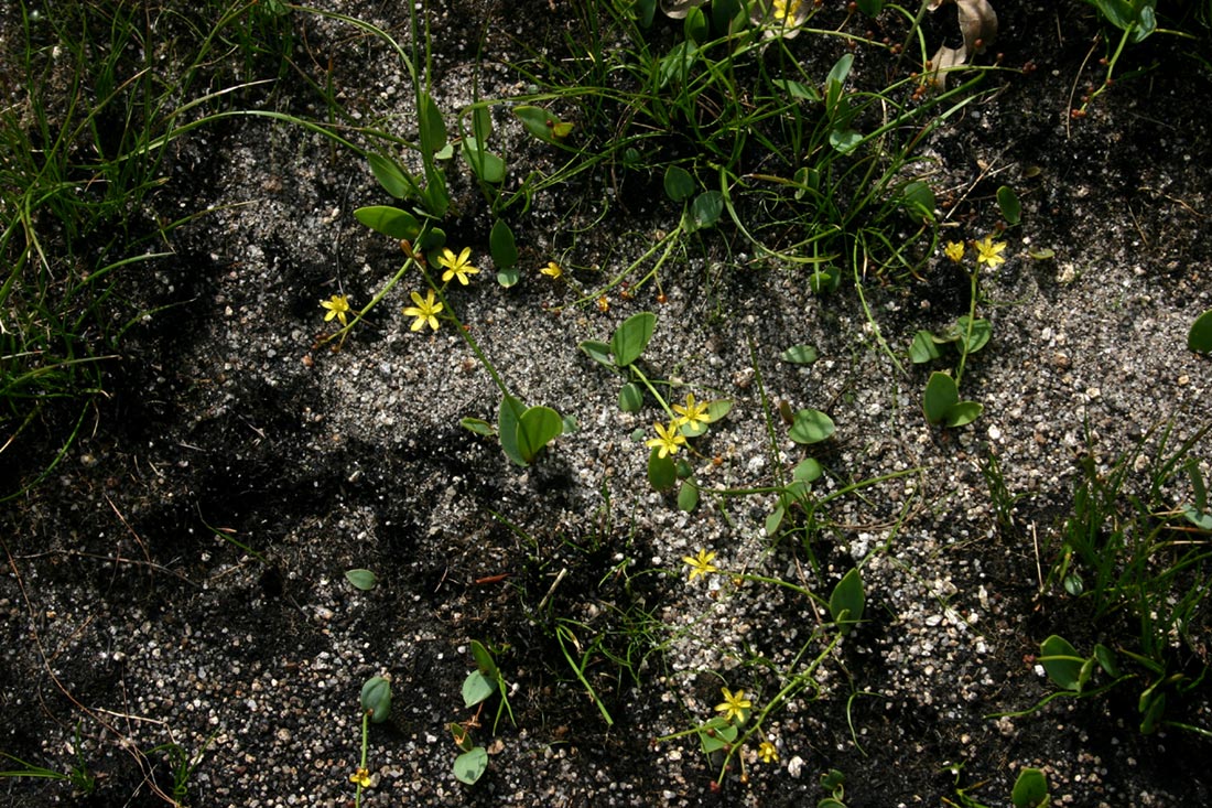 Eriospermum mackenii subsp. mackenii