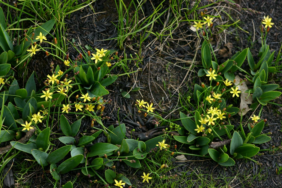 Eriospermum mackenii subsp. mackenii