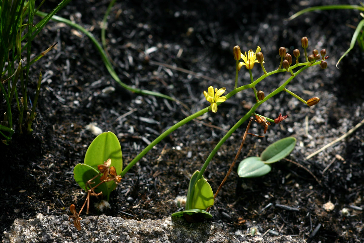 Eriospermum mackenii subsp. mackenii