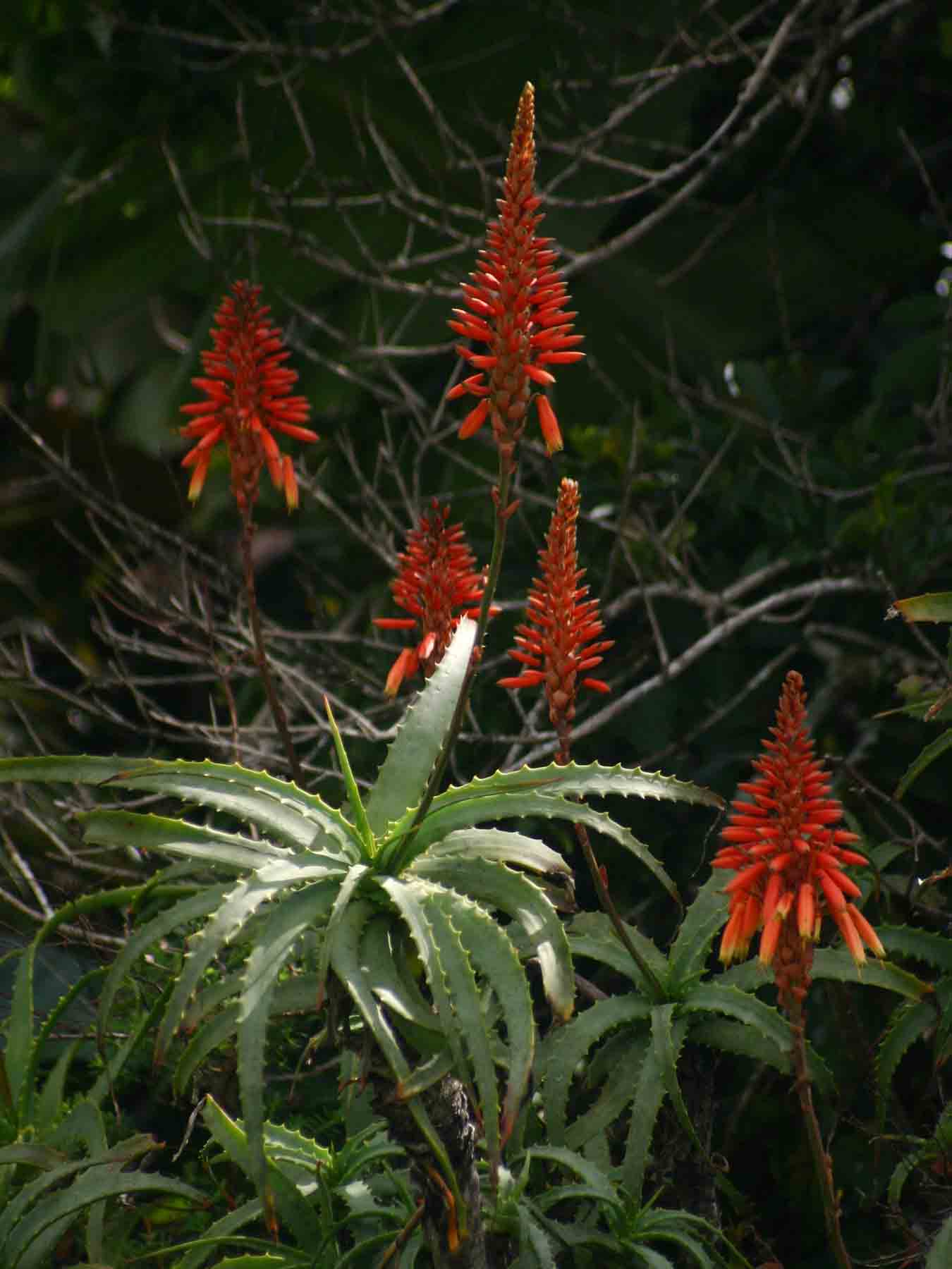 Aloe arborescens